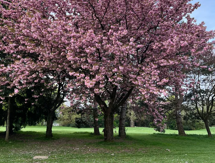 Quand il reviendra, le temps des cerises …