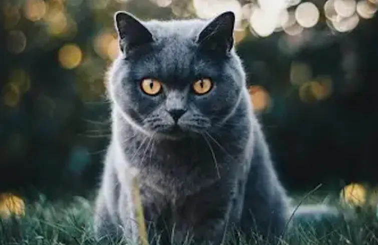 Un chat bien quantique